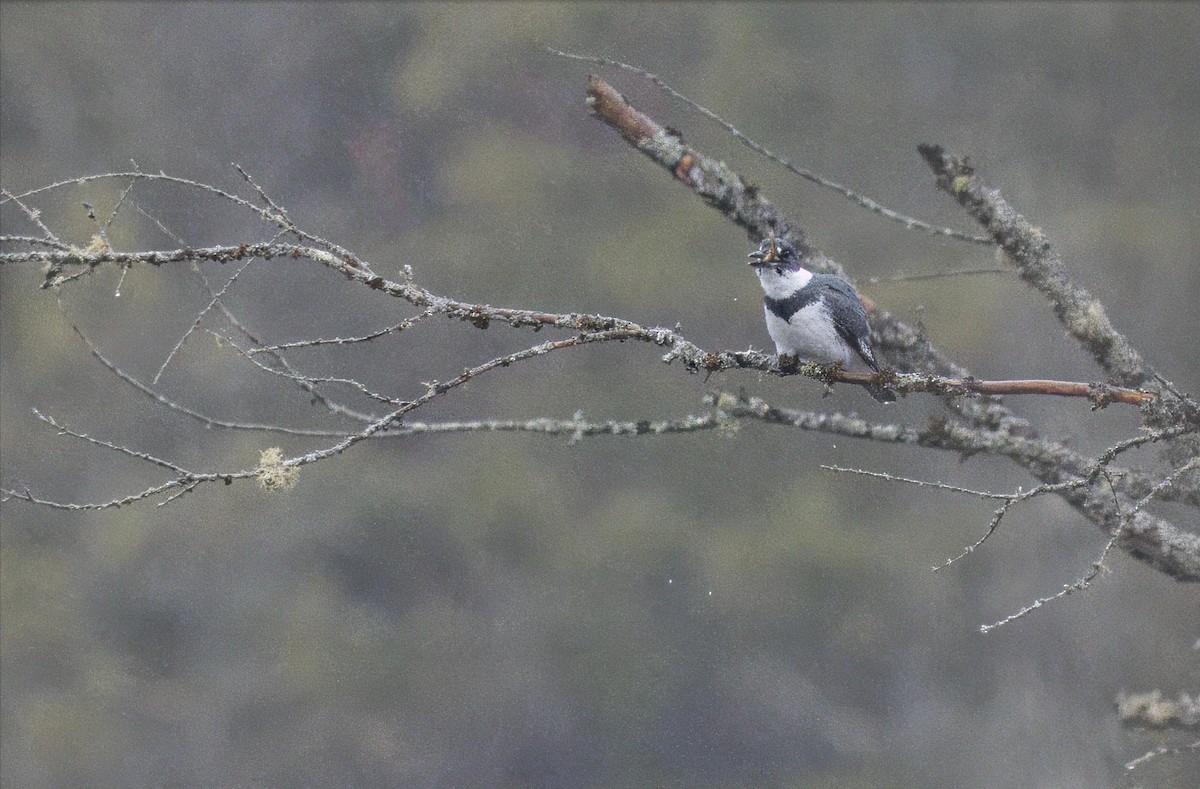 Belted Kingfisher - ML618191030