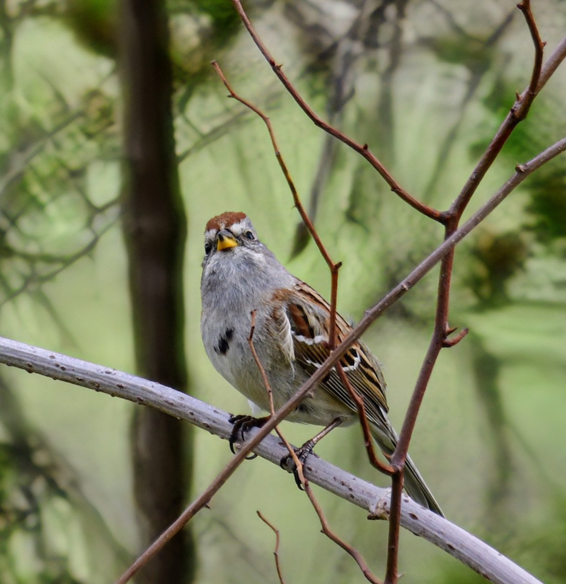 American Tree Sparrow - ML618191046