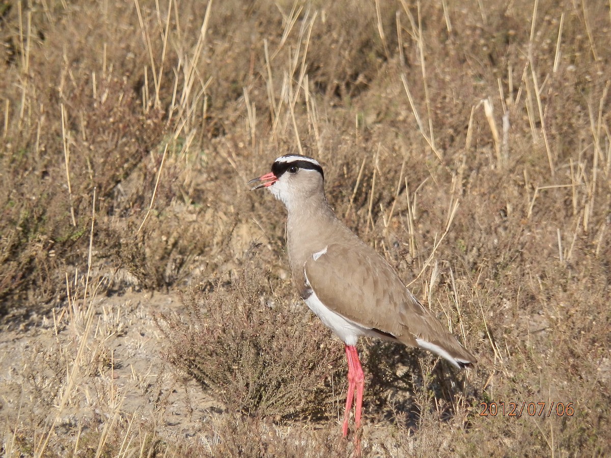 Crowned Lapwing - ML618191048