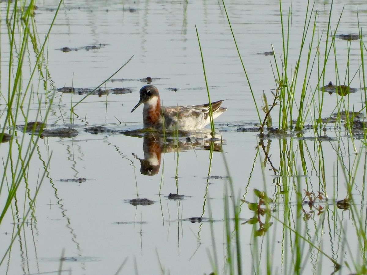 Red-necked Phalarope - P Chappell