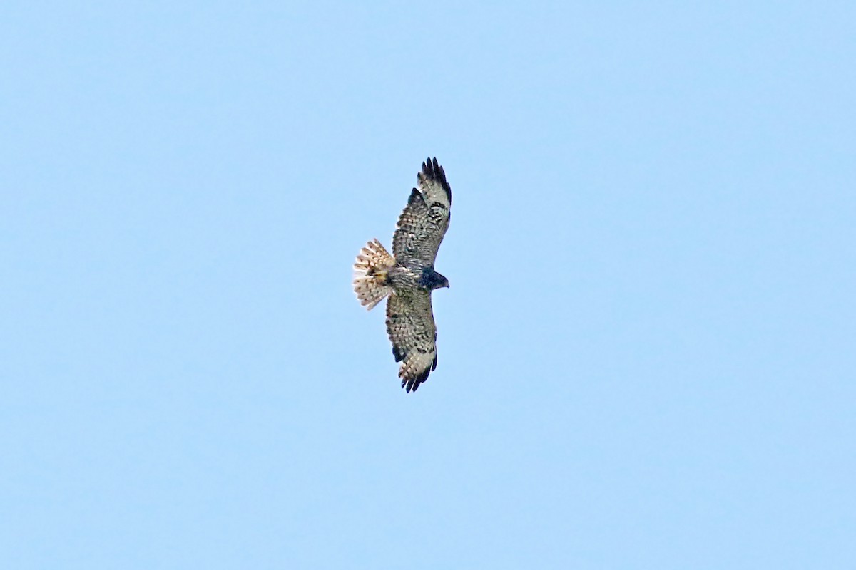 Short-tailed Hawk - ML618191126