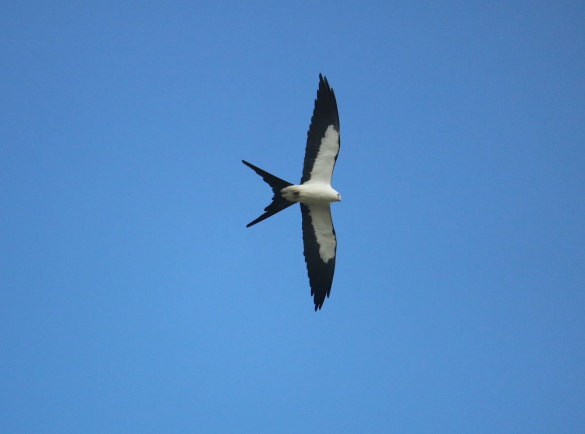 Swallow-tailed Kite - ML618191156
