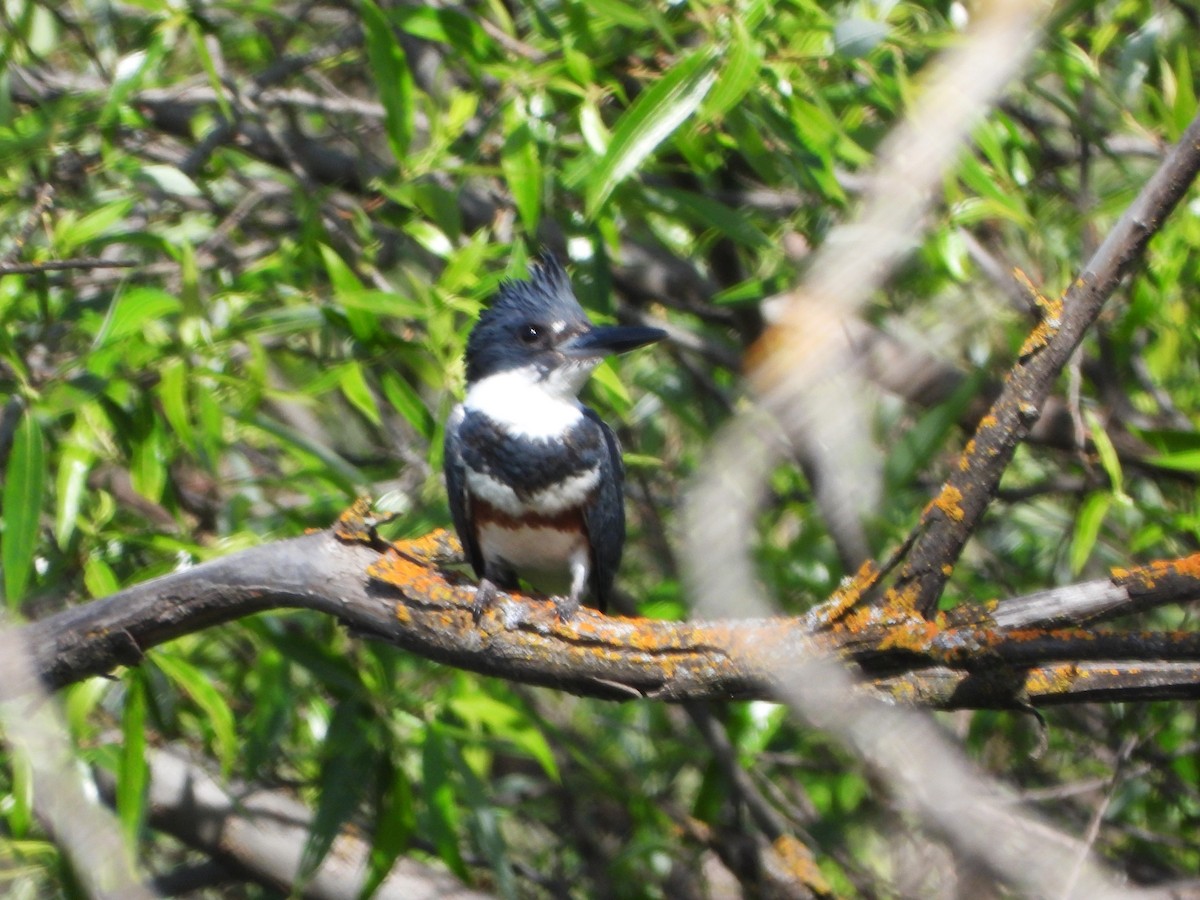 Belted Kingfisher - Lynne Craft