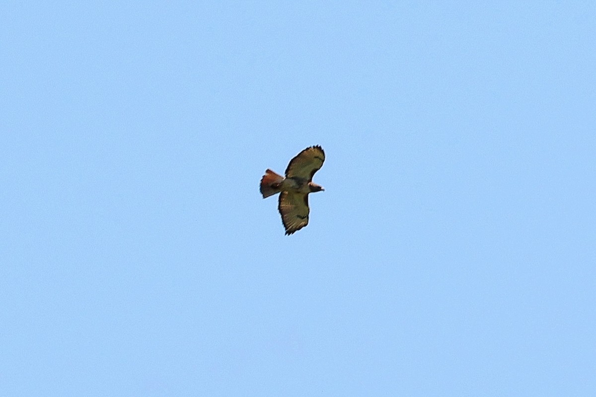 Red-tailed Hawk - ML618191207