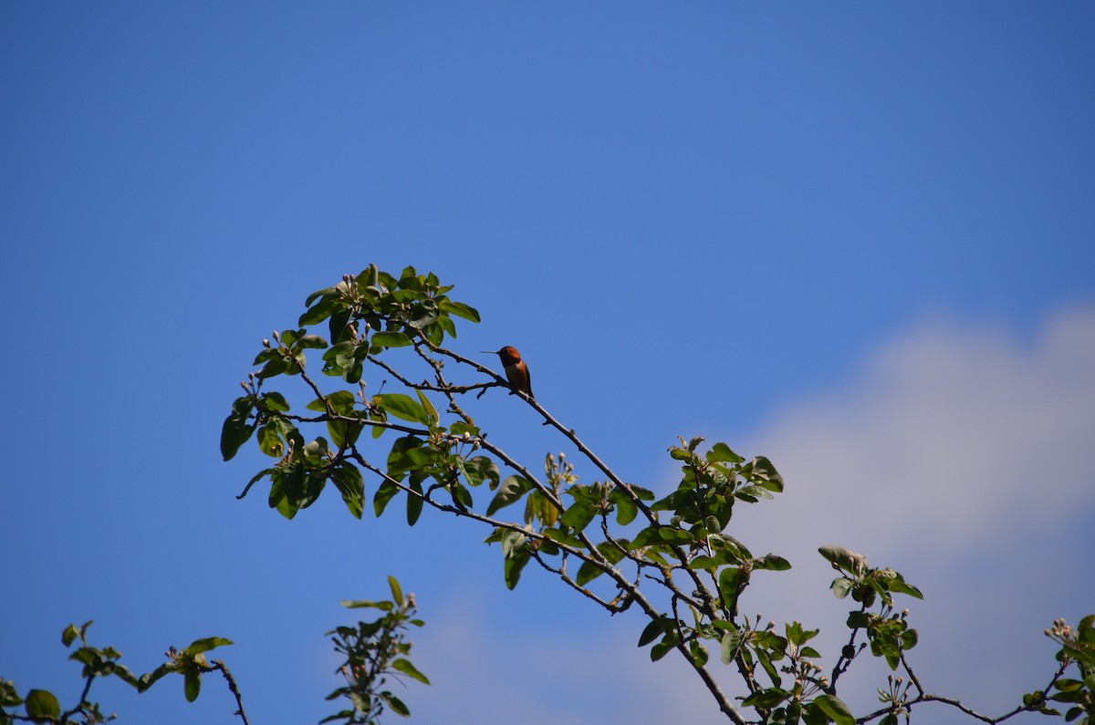 Rufous Hummingbird - ML618191209