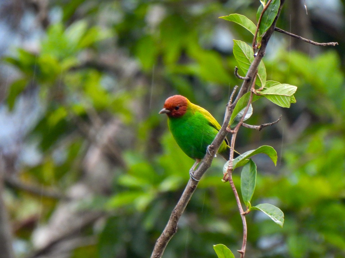 Bay-headed Tanager - ML618191210