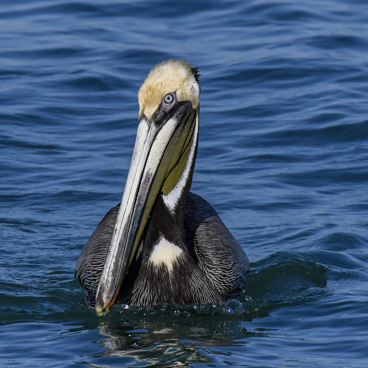 pelikán hnědý - ML618191273