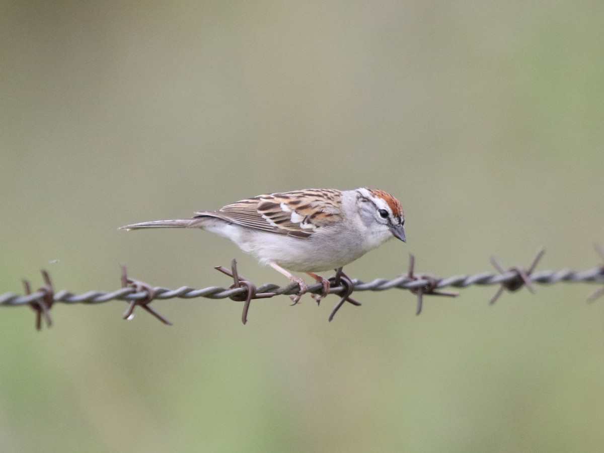 Chipping Sparrow - Zach Haring
