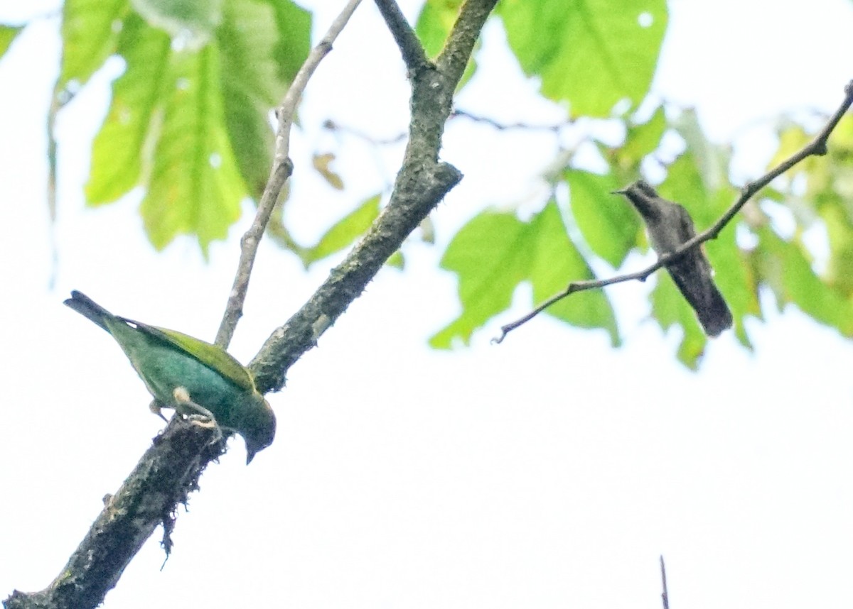 Bay-headed Tanager - ML618191284