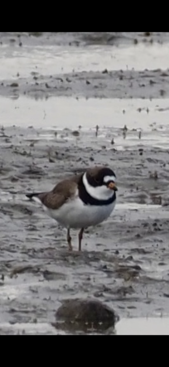 Semipalmated Plover - ML618191291