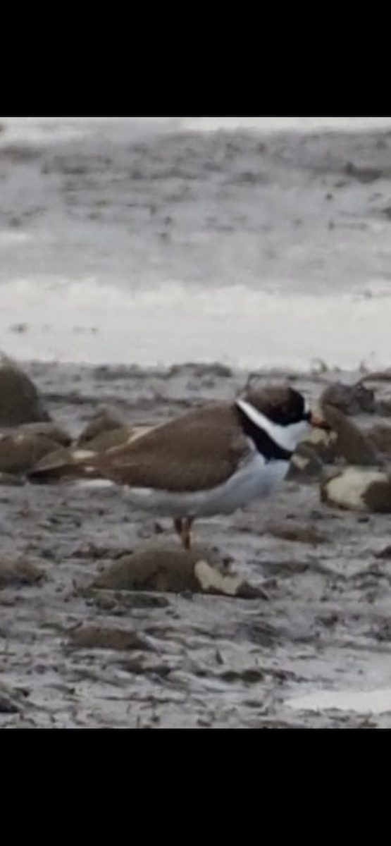 Semipalmated Plover - ML618191292