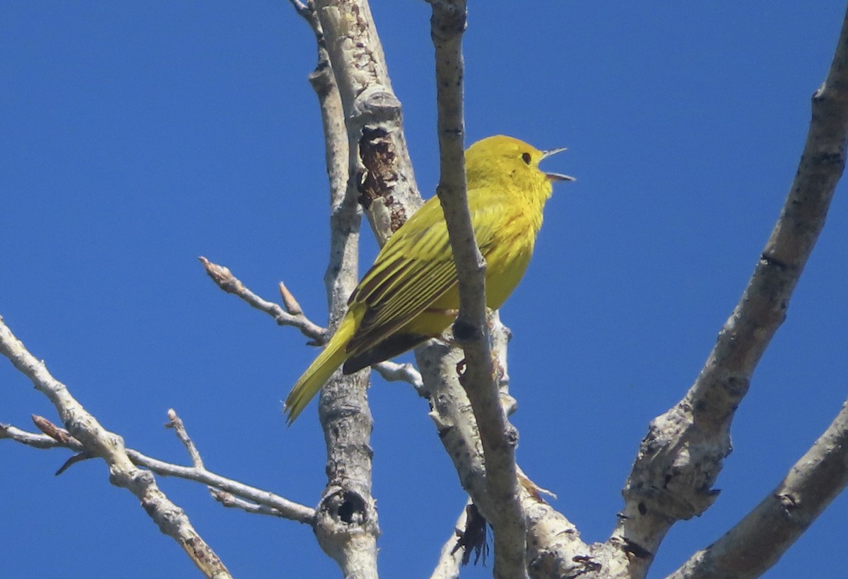 Yellow Warbler - TK Birder