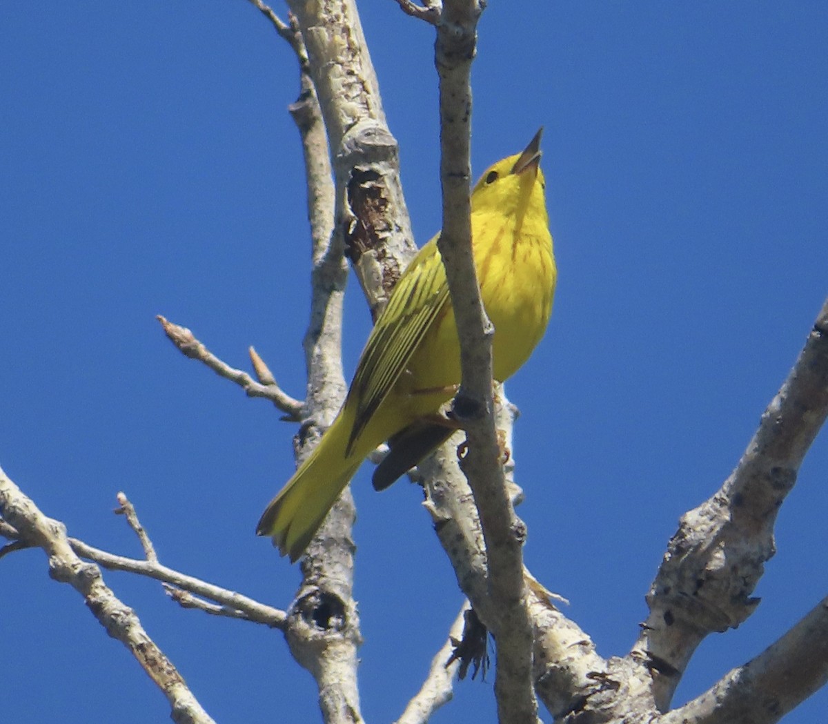 Yellow Warbler - ML618191322