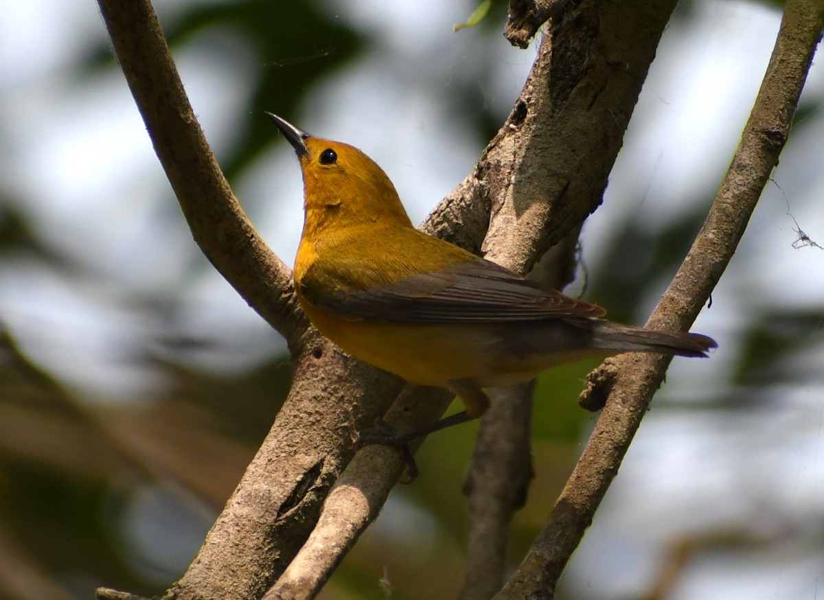 Prothonotary Warbler - ML618191353
