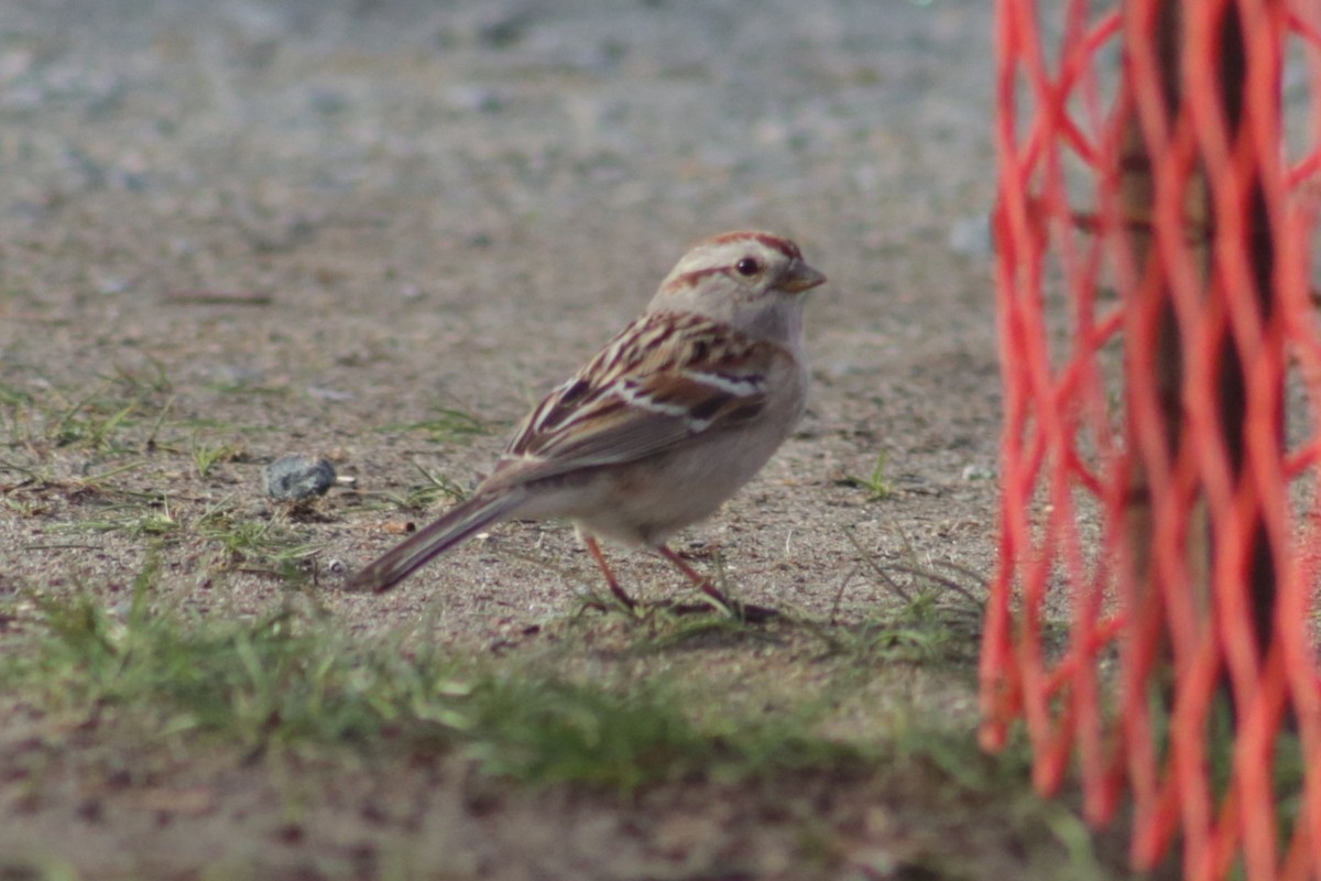 American Tree Sparrow - ML618191354