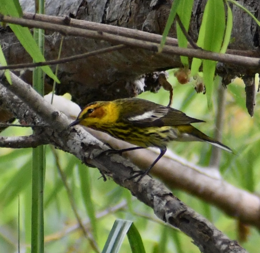 Cape May Warbler - ML618191360