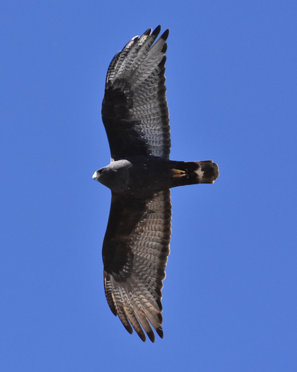 Zone-tailed Hawk - Brian Hicks