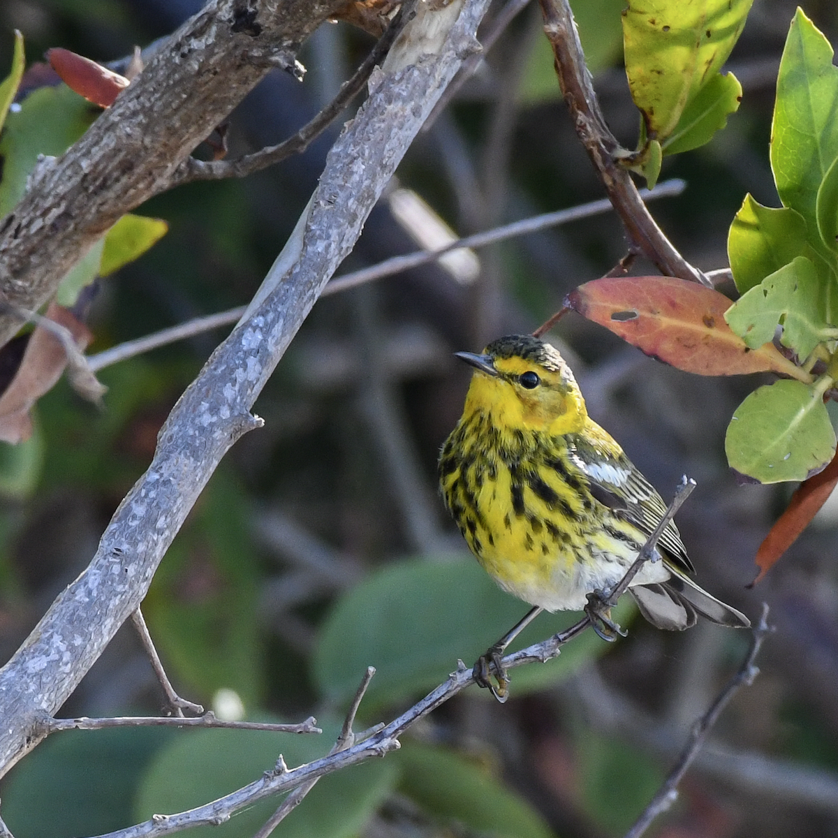 Cape May Warbler - ML618191371