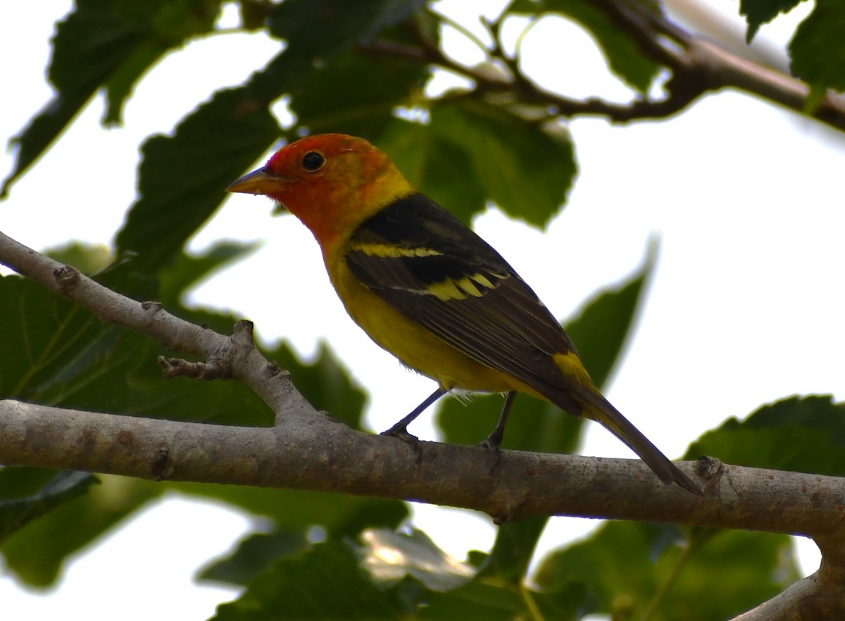 Western Tanager - ML618191382