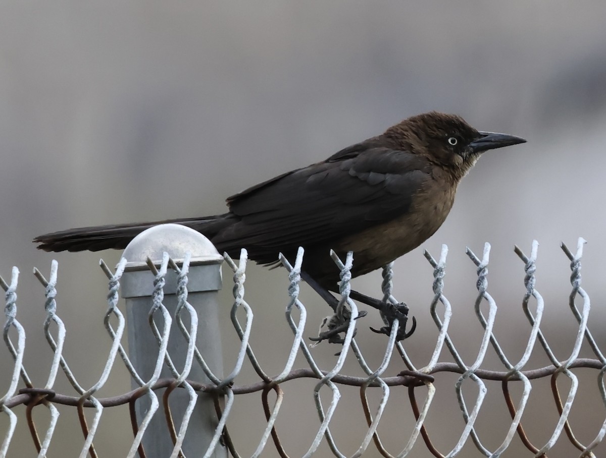Great-tailed Grackle - ML618191396