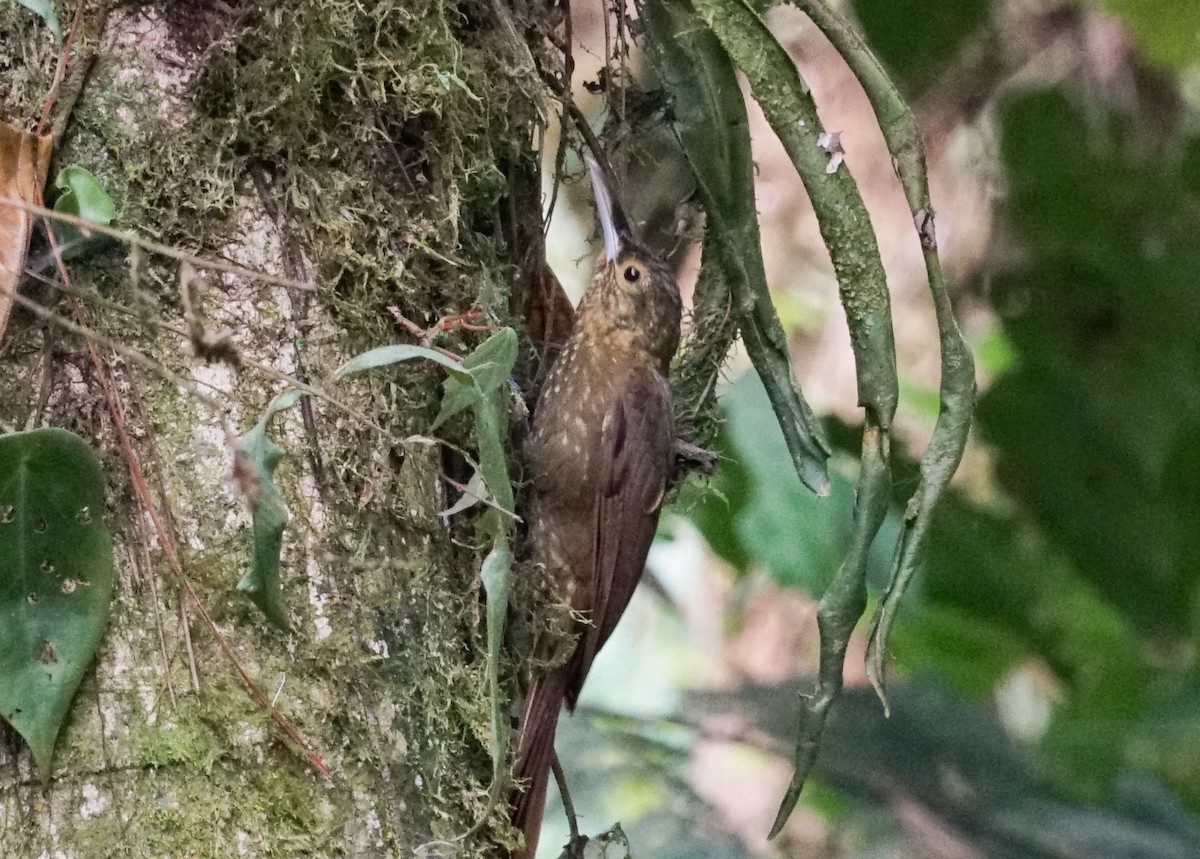 Spotted Woodcreeper - ML618191427