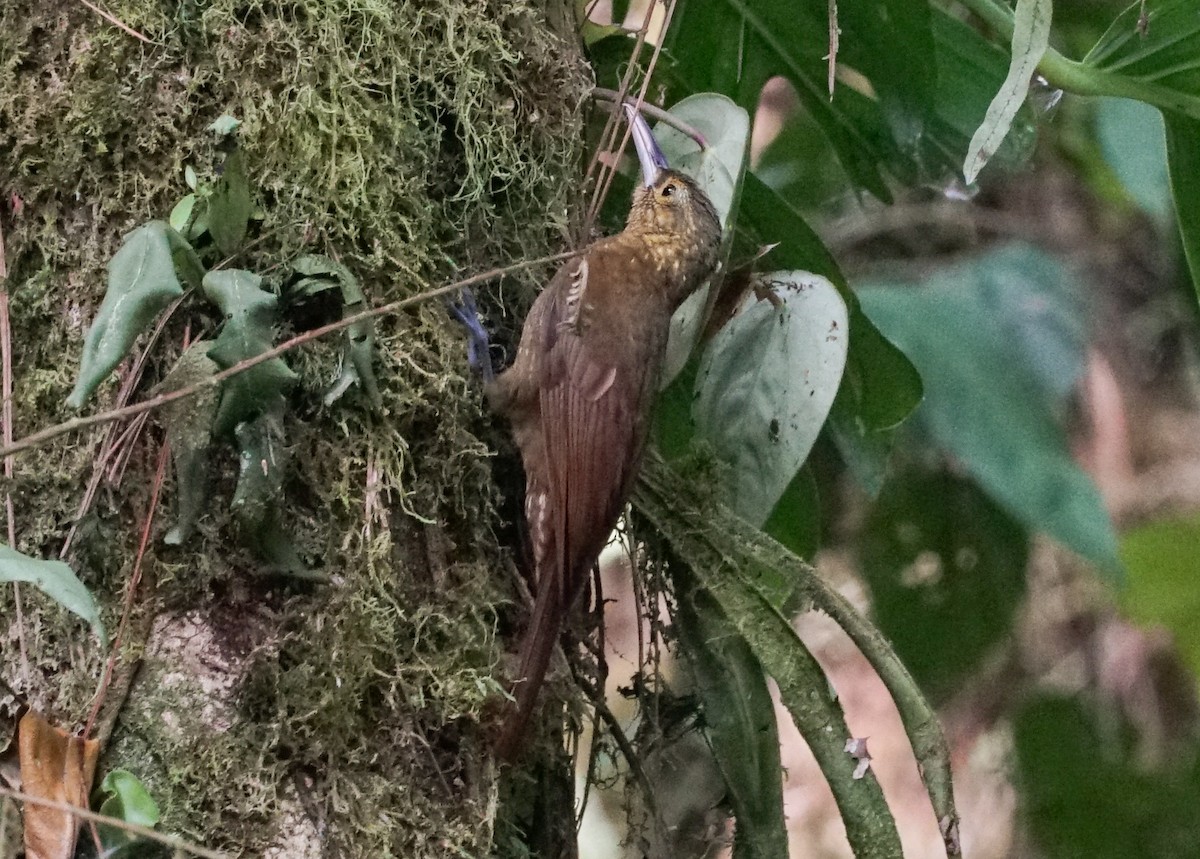 Spotted Woodcreeper - ML618191428