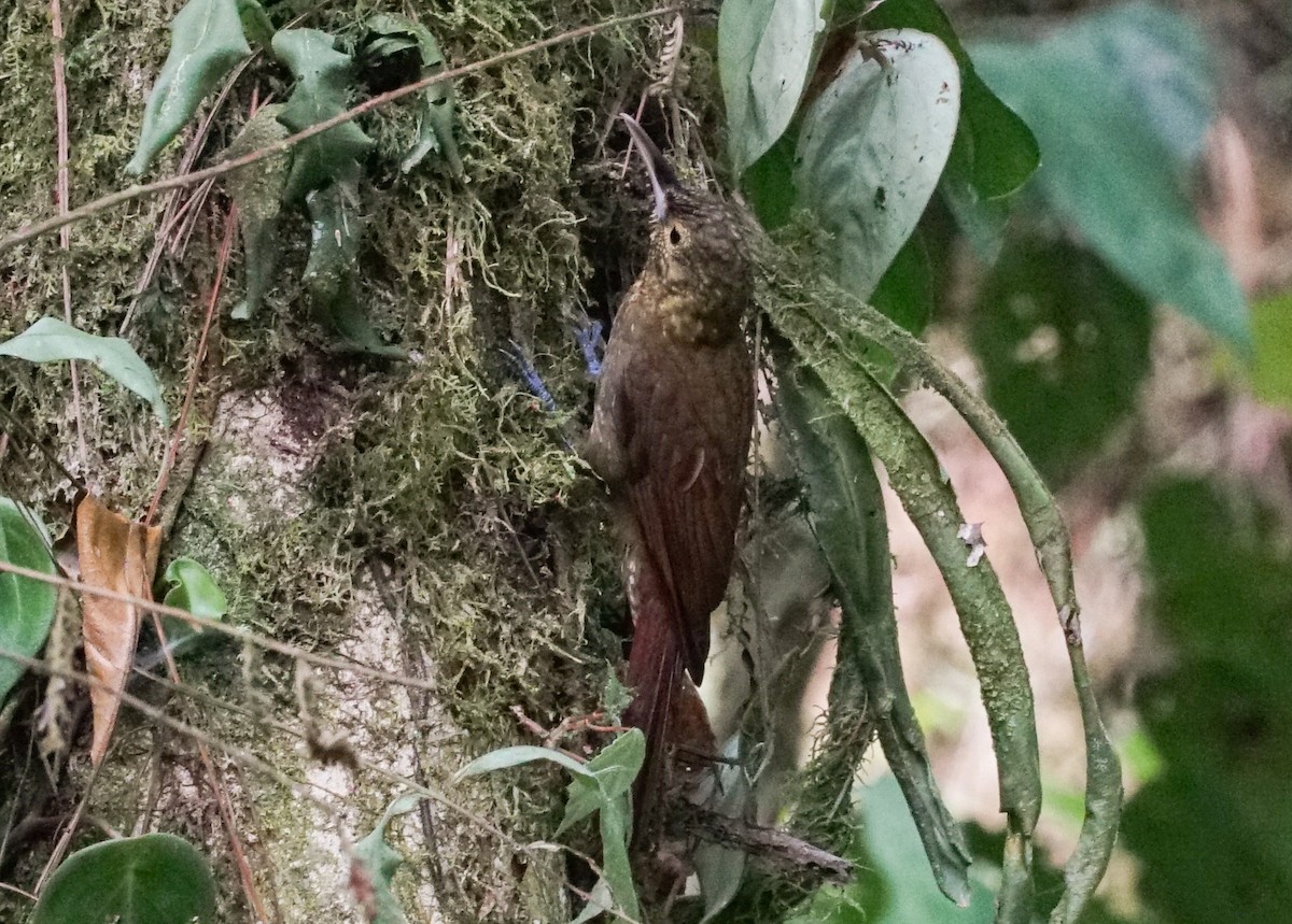 Spotted Woodcreeper - ML618191429
