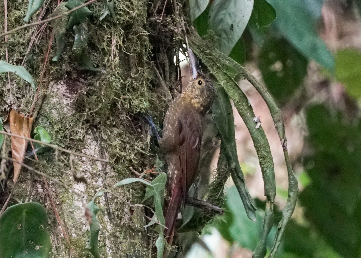 Spotted Woodcreeper - ML618191430