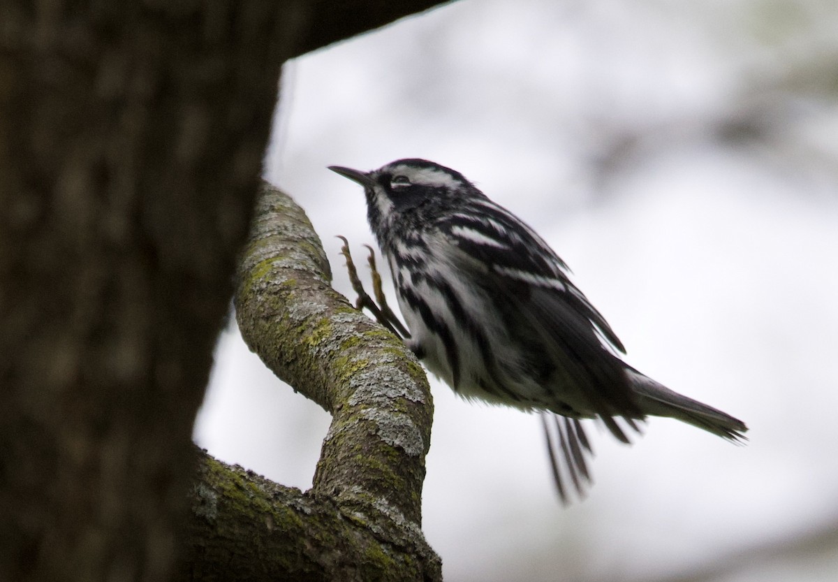 Black-and-white Warbler - ML618191467