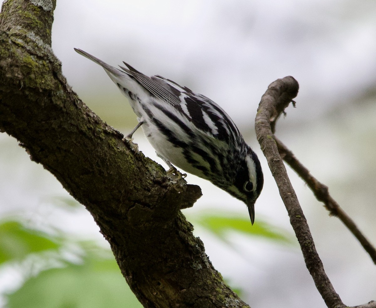 Black-and-white Warbler - ML618191468