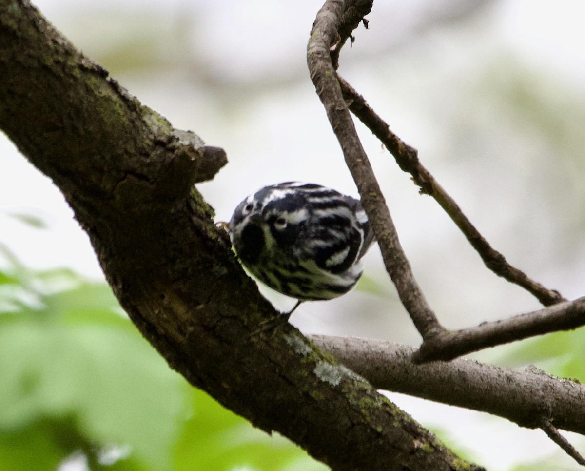 Black-and-white Warbler - ML618191469