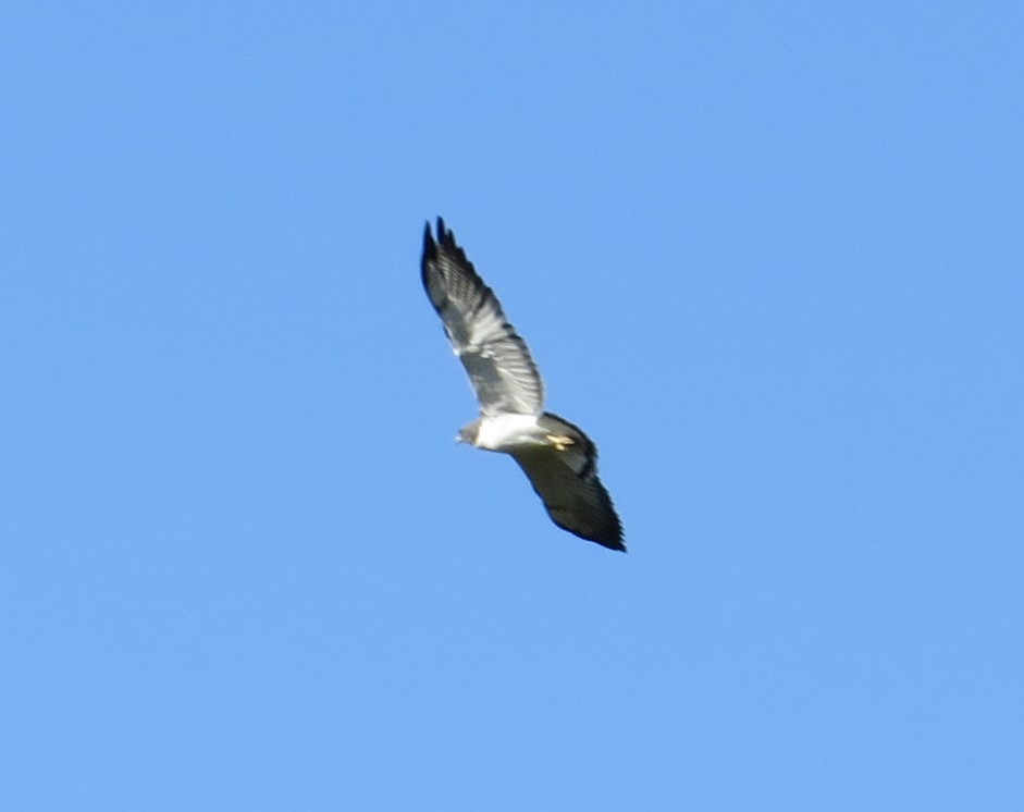White-tailed Hawk - Aparecido Gasparoto