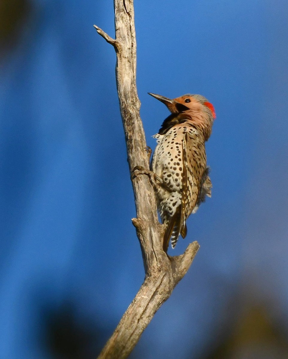 Northern Flicker (Yellow-shafted) - ML618191502