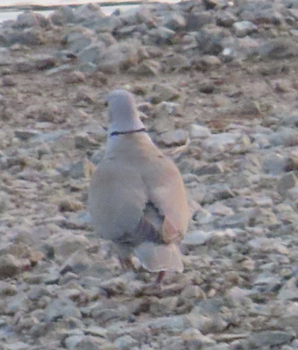 Eurasian Collared-Dove - ML618191516