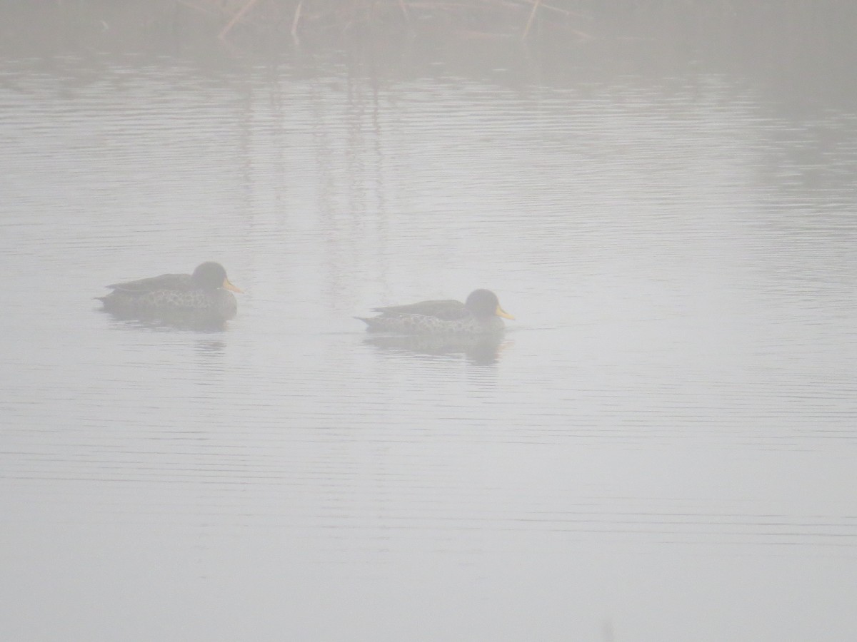 Yellow-billed Duck - ML618191531