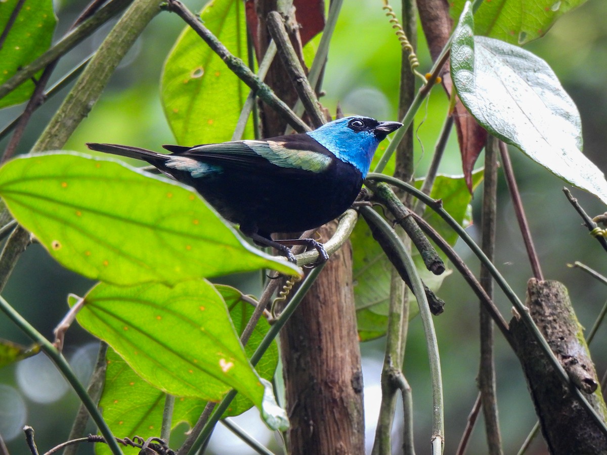 Blue-necked Tanager - ML618191553