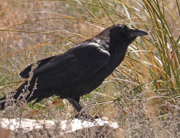 Common Raven - ML618191555