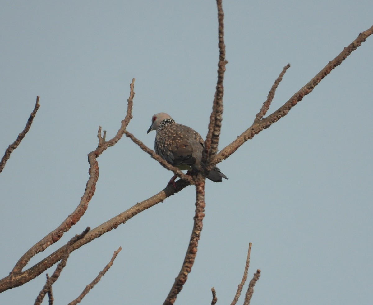 Spotted Dove - ML618191556