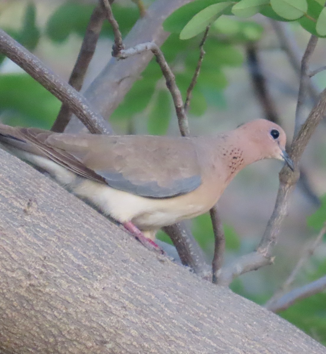 Laughing Dove - ML618191578