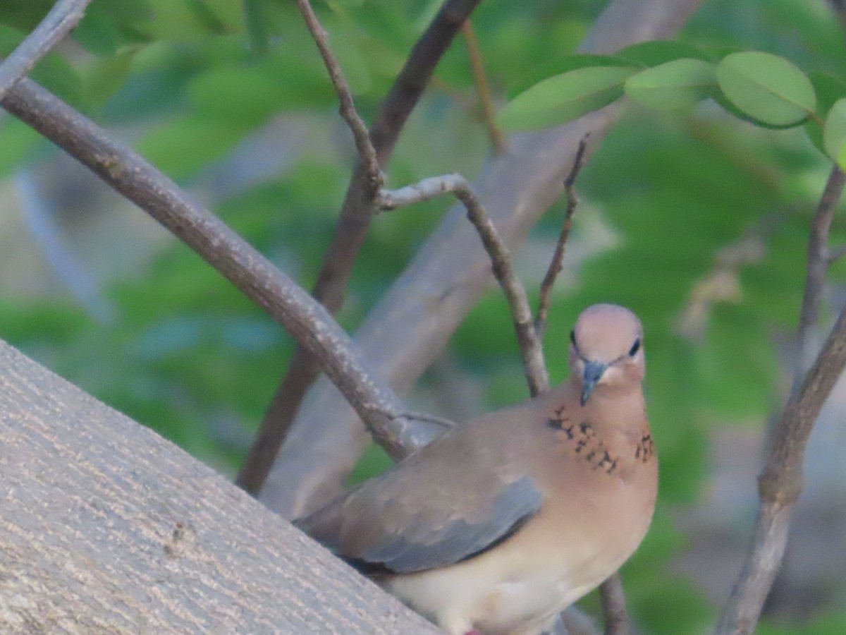 Laughing Dove - ML618191579