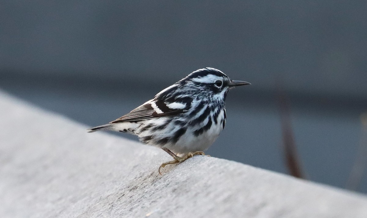 Black-and-white Warbler - ML618191607