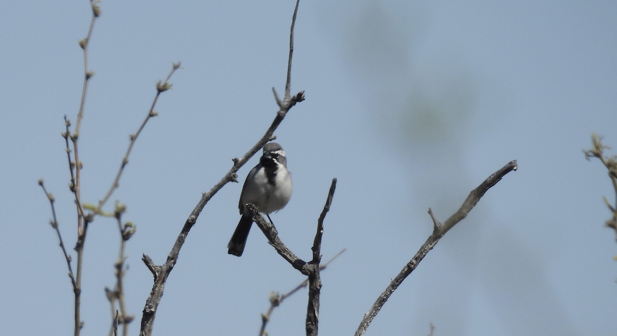 Black-throated Sparrow - ML618191608
