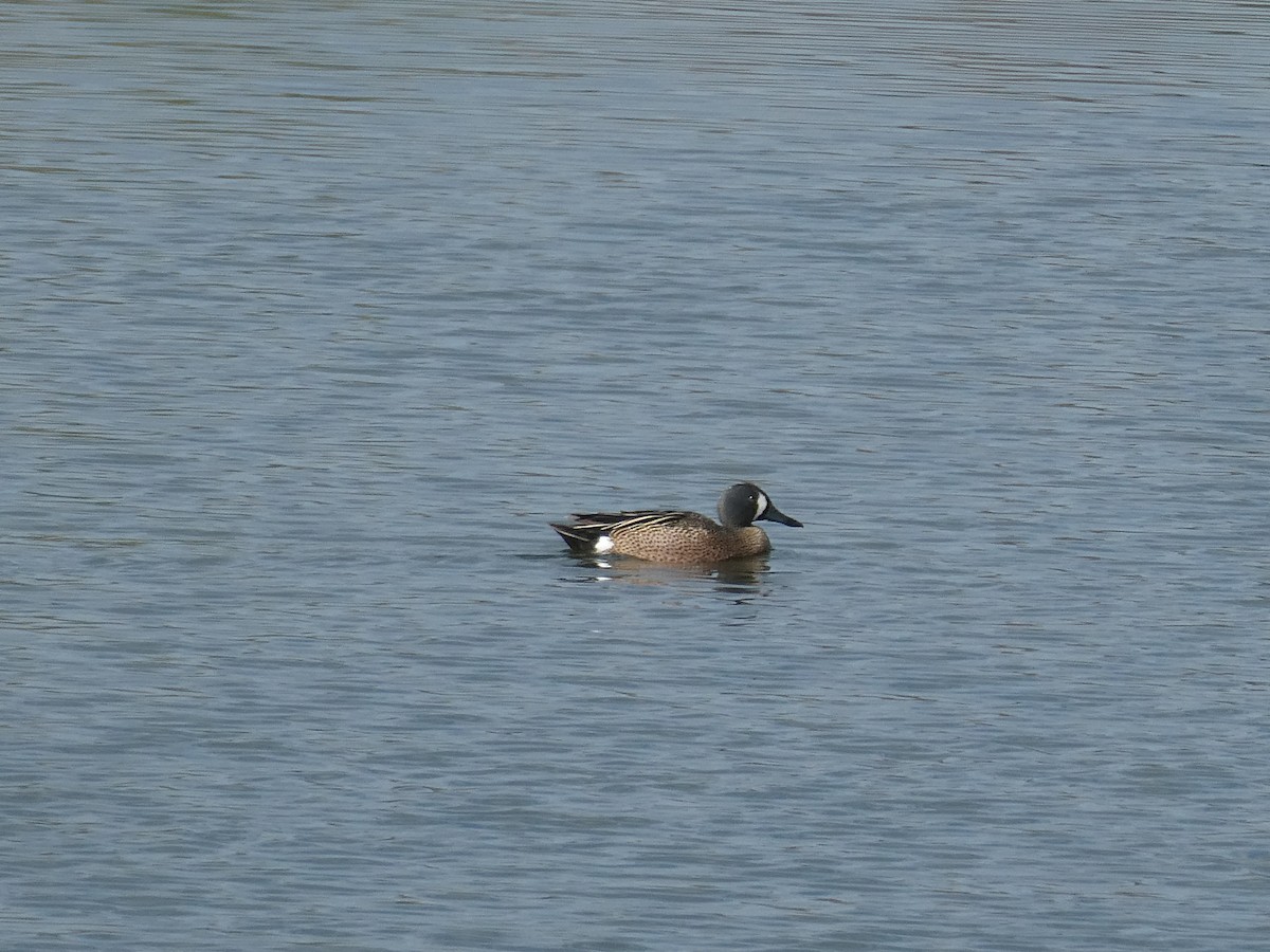 Blue-winged Teal - ML618191613
