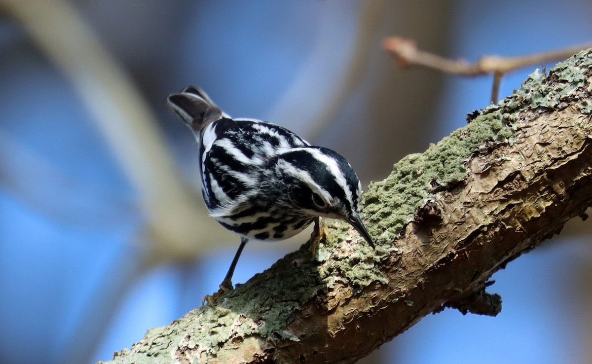 Black-and-white Warbler - ML618191634
