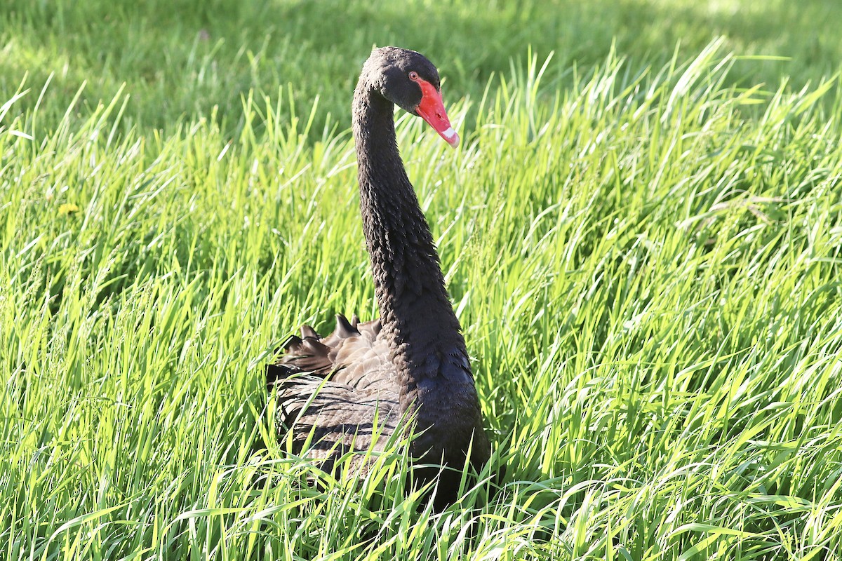 Black Swan - ML618191635