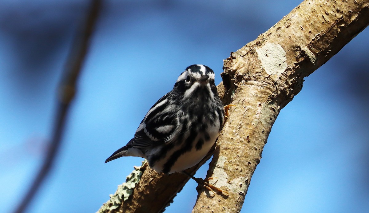 Black-and-white Warbler - ML618191646