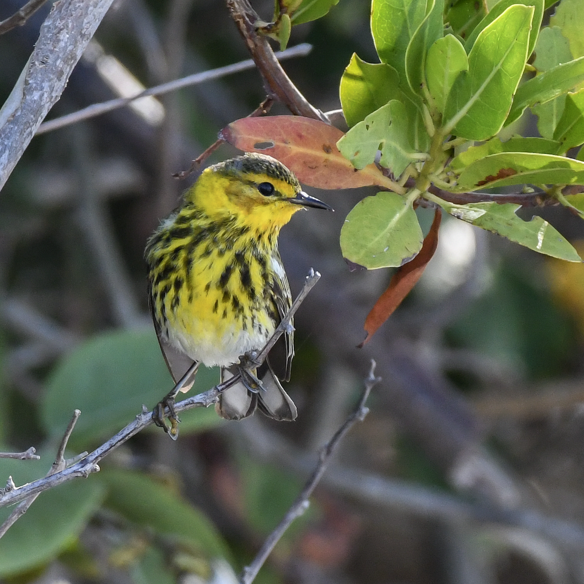 Cape May Warbler - ML618191652