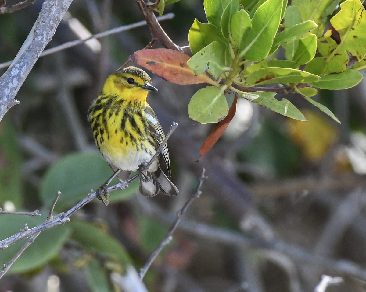 Cape May Warbler - ML618191653