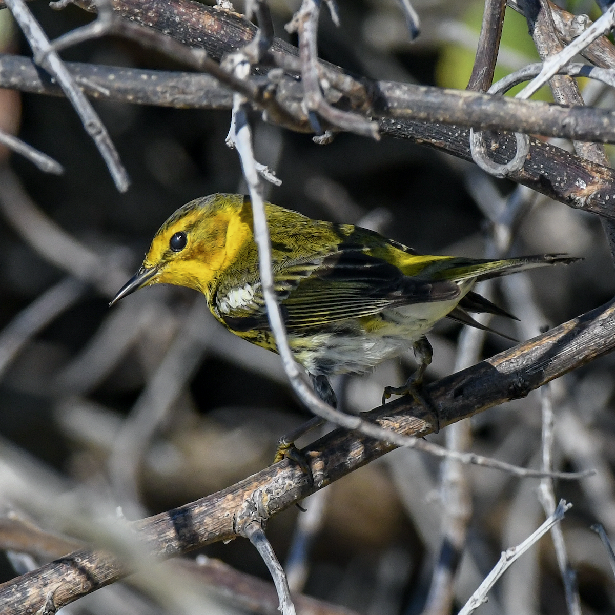 Cape May Warbler - ML618191654