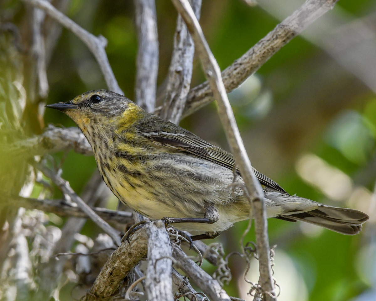 Cape May Warbler - ML618191655